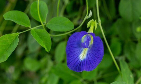 Clitoria Ternatea Plant (Blue) - Sangu Poo