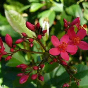 jatropha red
