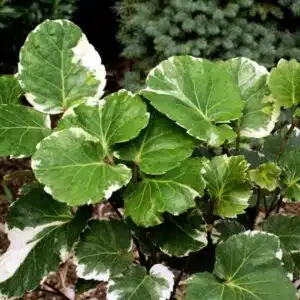 Polyscias Fruticosa Plant