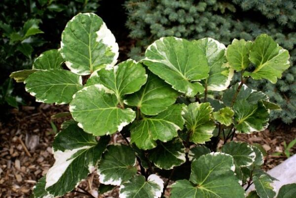 Polyscias Fruticosa Plant