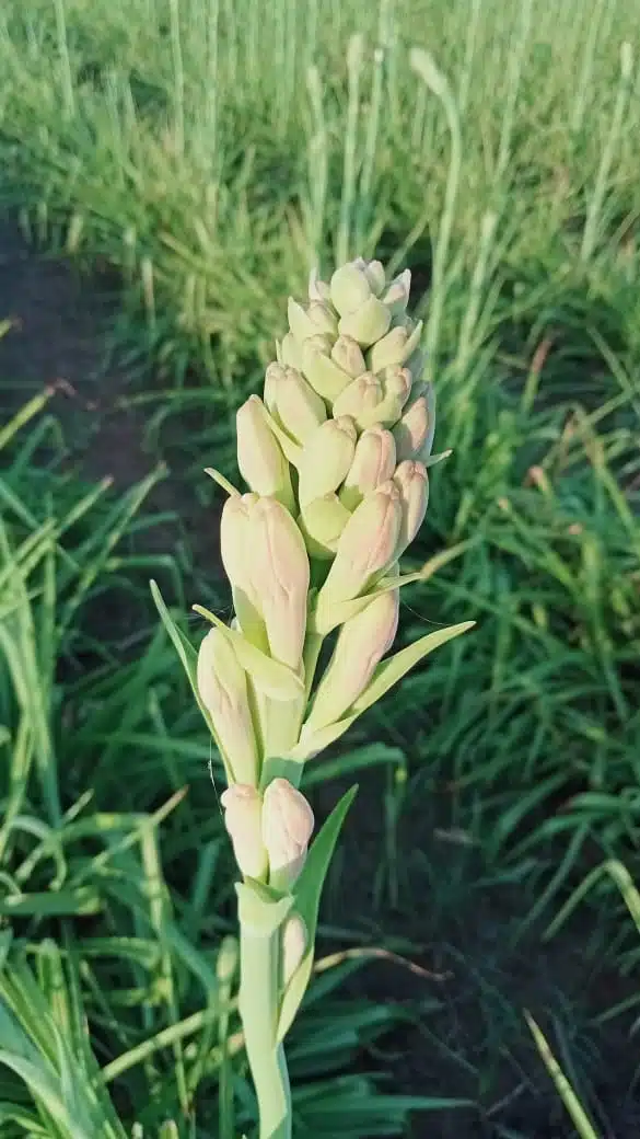 Bulb Sampangi plant