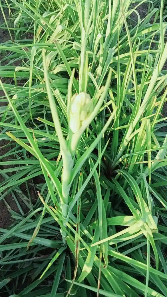 Bulb Sampangi plant