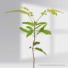 Mahogany Tree