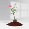 Mini Rose Plant