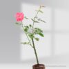 Mini Rose Plant