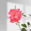 Mini Rose Plant
