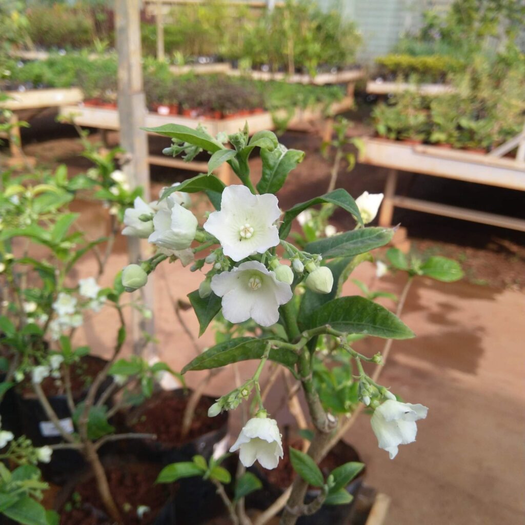 Vallaris Glabra Plant - Santhi Online Plants Nursery - Santhi Online