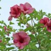 Allamanda Purple