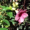 Allamanda Purple