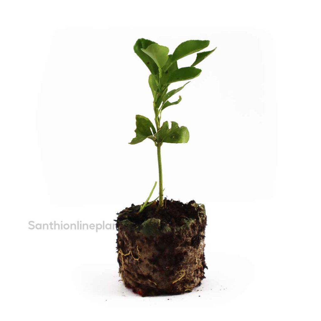 Kamala Orange Plant - Santhi Online Plants Nursery