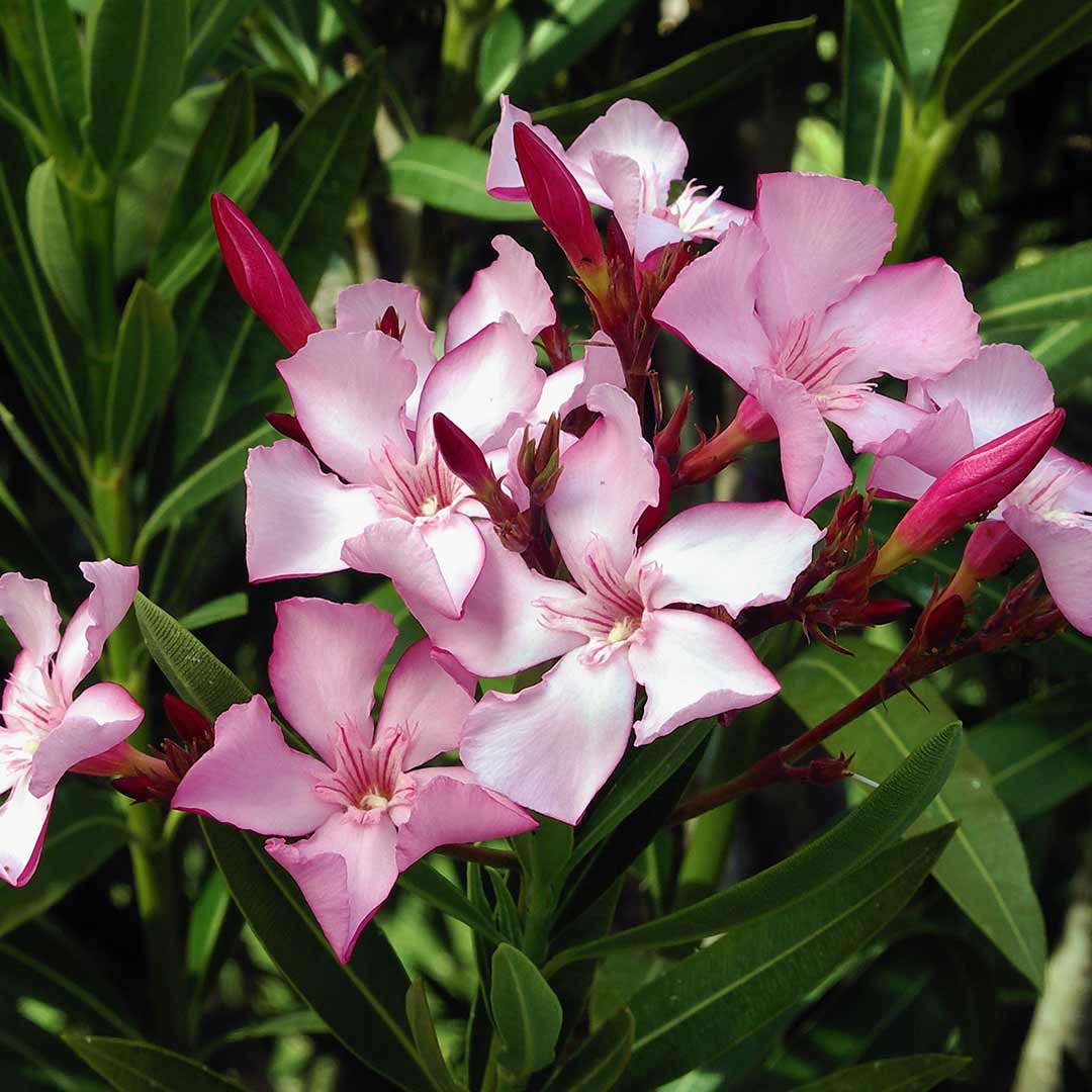 Nerium oleander Pink Flower Plant- Santhi Online Plants Nursery