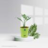 Peace Lily-Spathiphyllum Pot plant