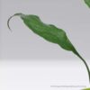 Peace Lily-Spathiphyllum Pot plant
