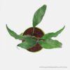 Peace Lily-Spathiphyllum Pot plant