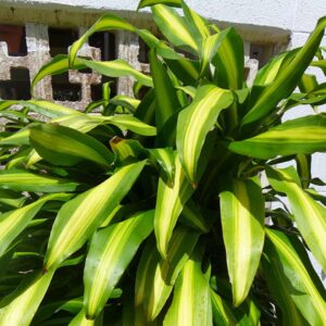 Dracaena Massangeana Fragrans