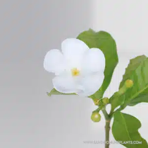 Crape jasmine circle