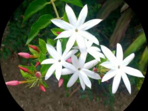 Star jasmine