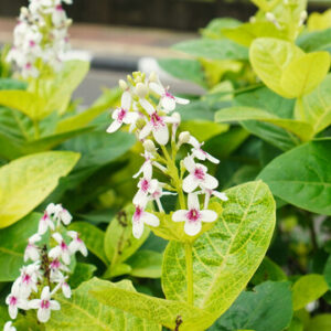 Eranthemum (green) Plant