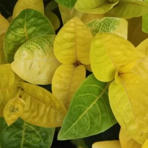 Eranthemum (yellow)