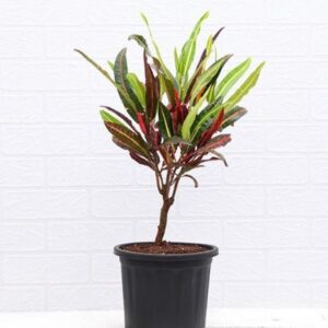 Captain Kid plant