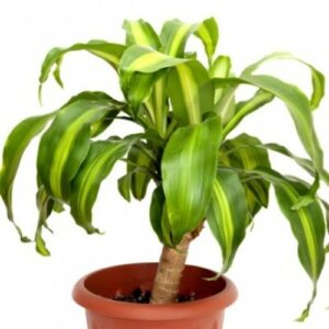 Dracaena Mahatma Variegated