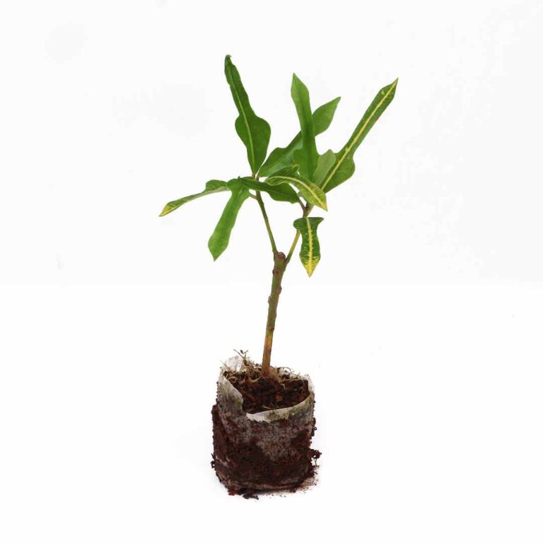 duck-foot-plant-santhi-online-plants-nursery