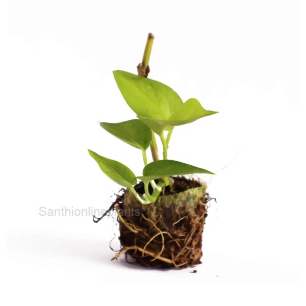 Golden Money Plant - Santhi Online Plants Nursery
