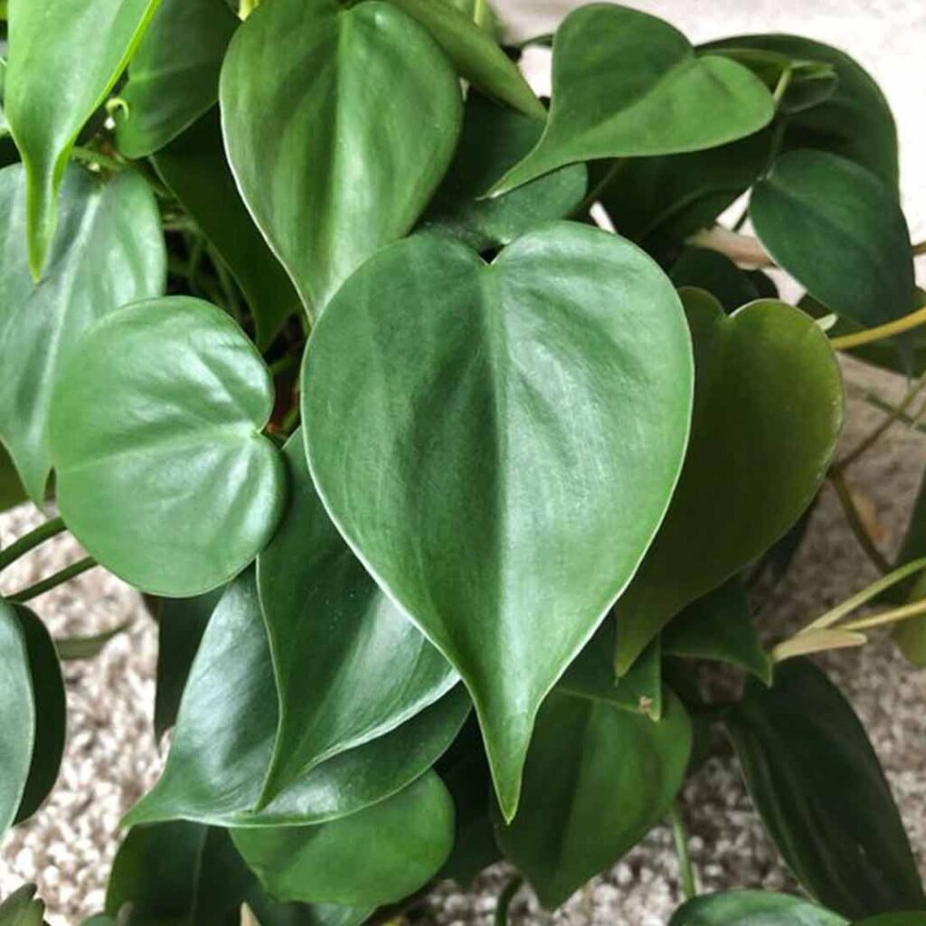 Heart Leaf Philodendron - Santhi Online Plants Nursery