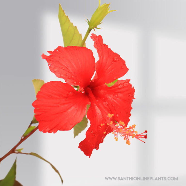 Hibiscus Plant - Santhi Online Plants Nursery