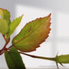 Hibiscus Red Design plant