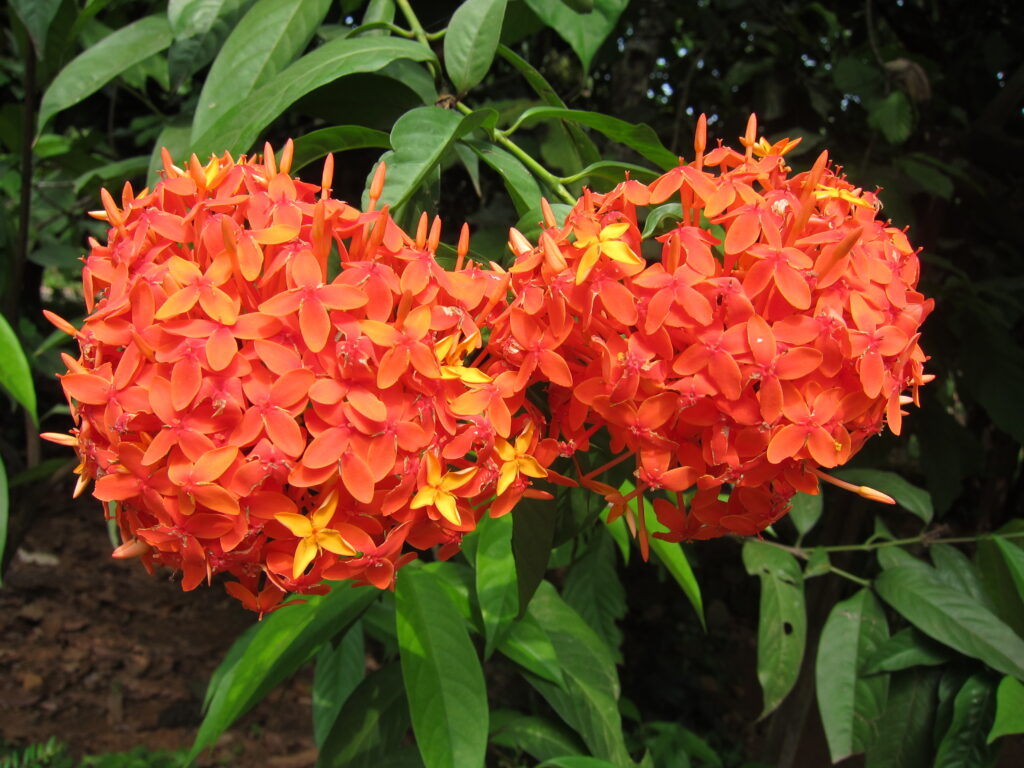 Singapuri Ixora Orange - Santhi Online Plants Nursery