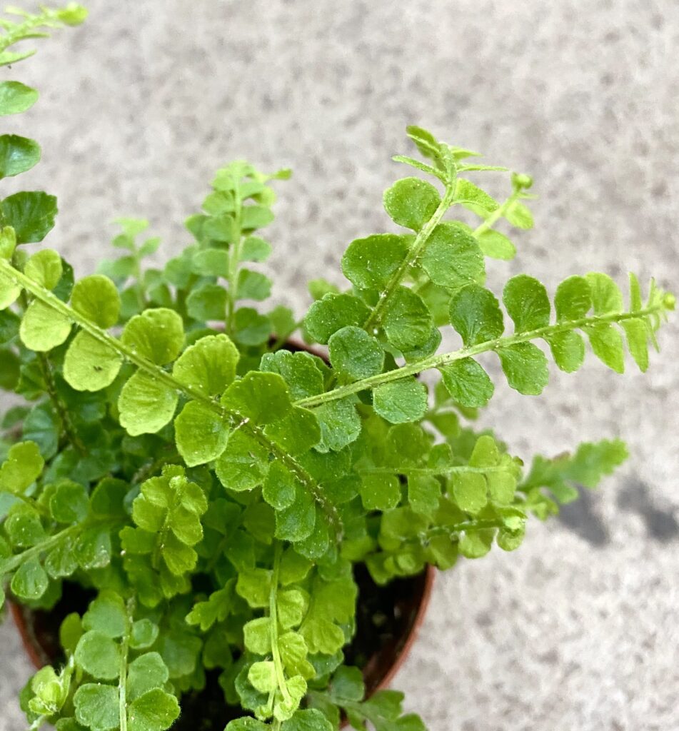 Lemon Button Fern - Santhi Online Plants Nursery