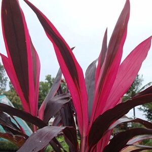 Mahatma (cordyline terminalis mahatma)