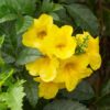 Tecoma Golden Yellow