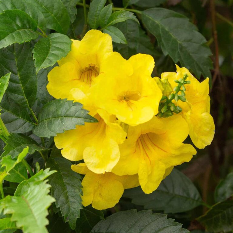 Tecoma Golden Yellow - Santhi Online Plants Nursery