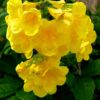 Tecoma Golden Yellow