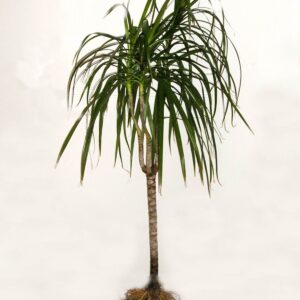 Dracaena Cambodiana