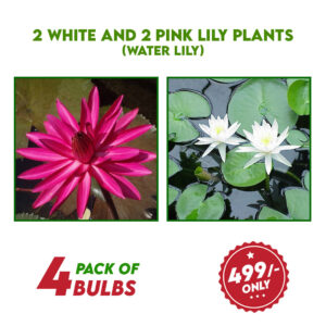 2 White and 2 Pink lily plants (Water lily)