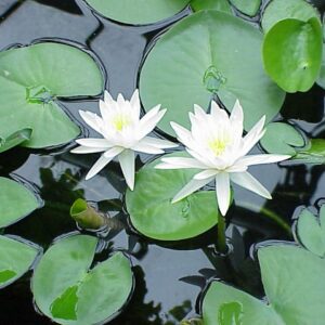 3 white-lily-plant (water lily)