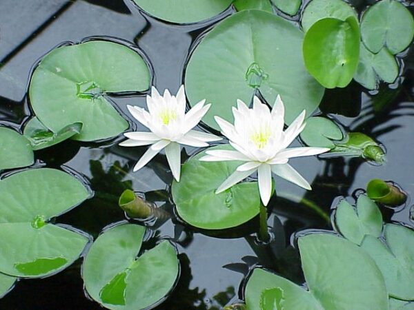 3 white-lily-plant (water lily)