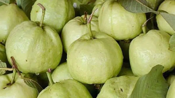 Taiwan pink guava