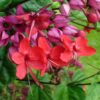 bleeding heart red vine