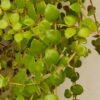 Tangled Heart Plant