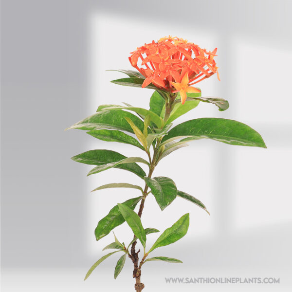 Chinese singapuri ixora Red