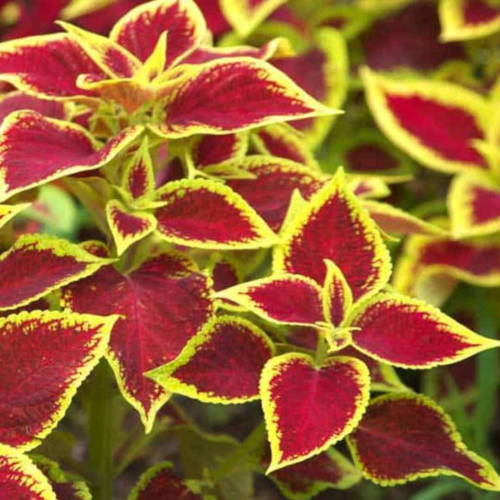 Coleus Green Pink plant - Santhi Online Plants Nursery