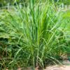 Lemon grass-Cymbopogon citratus