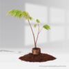 Singapore cherry -Jamaican Cherry Plants