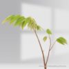 Singapore cherry -Jamaican Cherry Plants