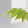 Singapore cherry -Jamaican Cherry Plants