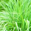 Lemon grass-Cymbopogon citratus